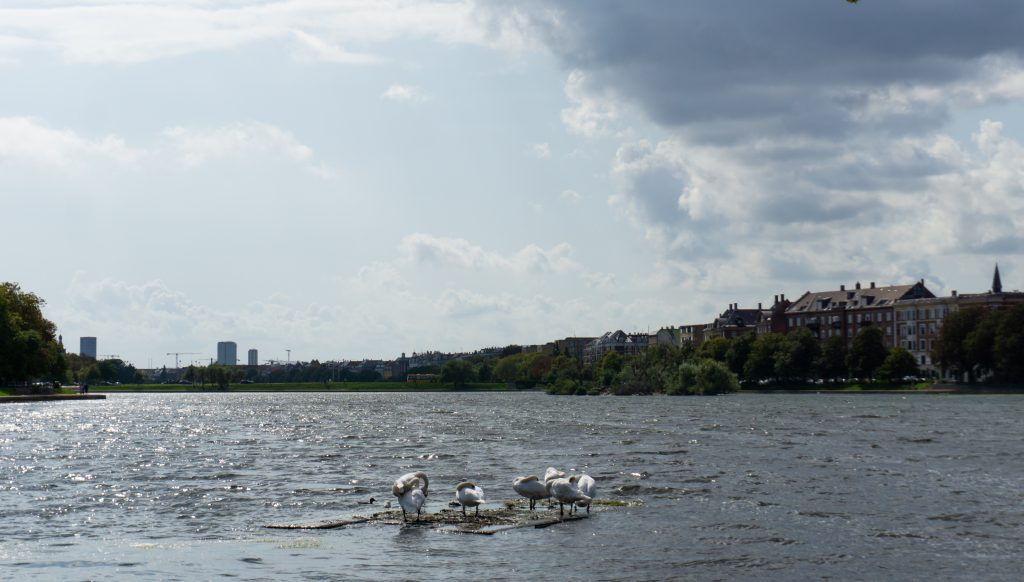 Swans on a windy day at The Lakes of Copenhagen