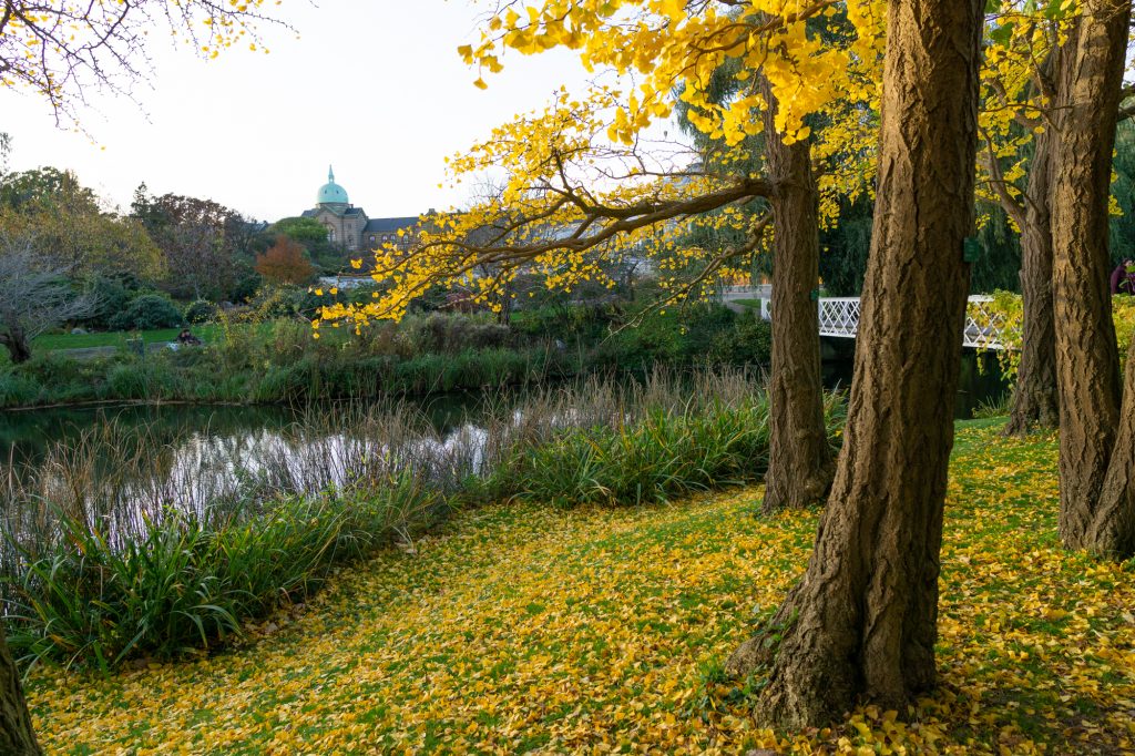 Botanical Gardens in Copenhagen - Fall Trees