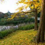 Botanical Gardens in Copenhagen - Fall Trees