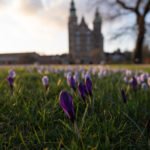 Crocus in the springtime in King's Garden by Rosenborg Castle in King's Garden