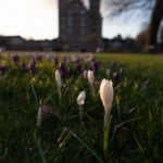 King's Garden - crocus