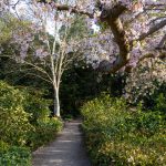 University Garden at Frederiksberg - Cherry tree in the spring